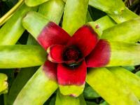 Makroblick in eine Bromelie